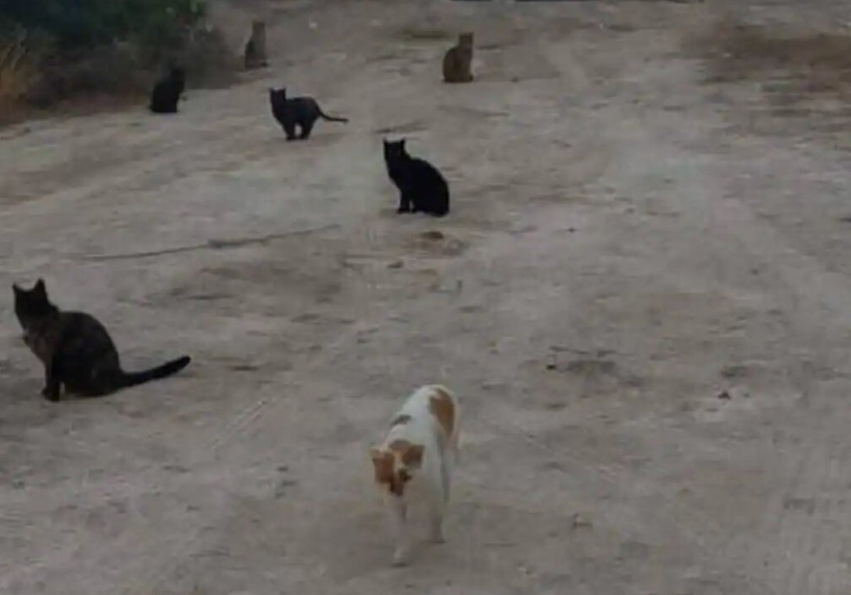 Construction of 1,200 new homes could be put on hold to protect 70